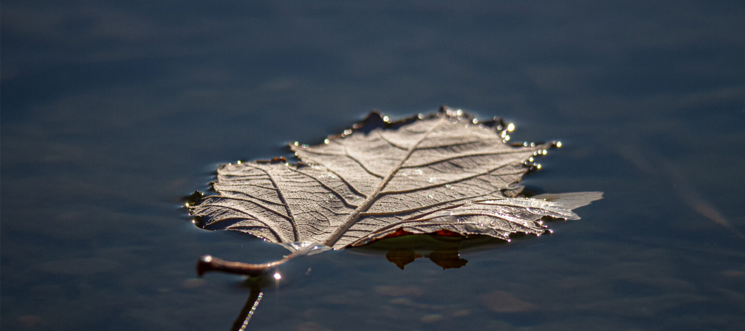 Blog New Bereavement Leave Law Explained